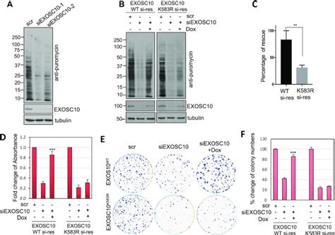 The Ubiquitin Specific Protease Usp Sumoylates Exosc And Promotes