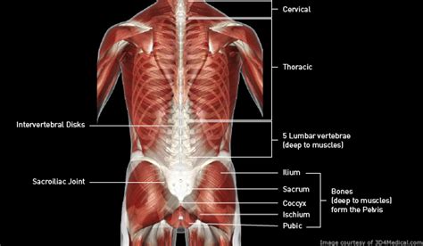 Lower Back Muscles Chart List Of Skeletal Muscles Of The Human Body