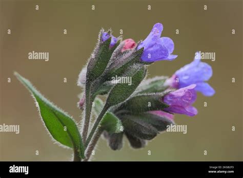 True Common Lungwort Pulmonaria Officinalis Spotted Lungwort