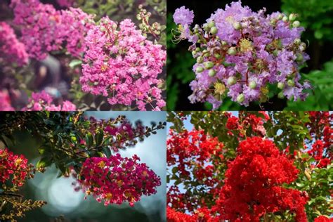 Crepe Myrtle Colors A Comprehensive Guide Perennial Masters