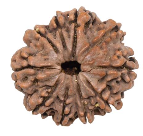 Trisha Gems Stone Mukhi Rudraksha From Nepal Certified By Igl Lab