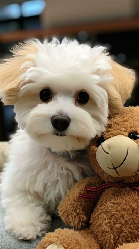 Bichon Frise with a fluffy teddy bear cut, ready for cuddles 32160477 Stock Photo at Vecteezy