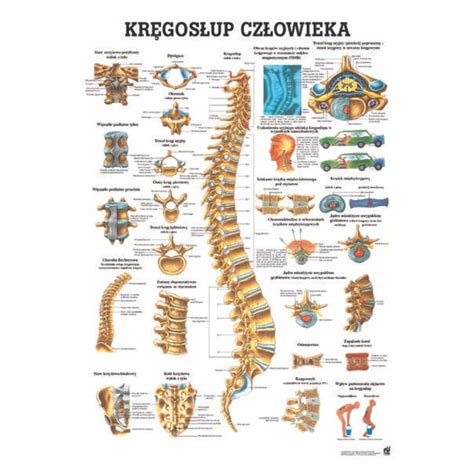 ANATOMIA Tablica anatomiczna KRĘGOSŁUP CZŁOWIEKA 139159556 ERLI pl