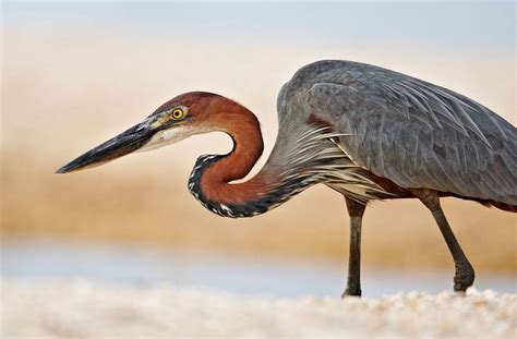 Goliath Heron Giant Wading Bird