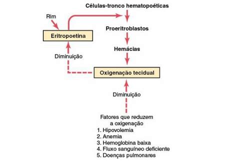 Resumo De Eritropoetina Forma O Fun O E Mais