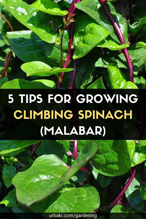 5 Tips For Growing Climbing Spinach Malabar Malabar Spinach