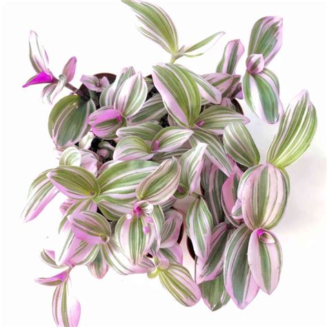 Jual Tradescantia Nanouk Tanaman Hias Tanaman Hias Gantung