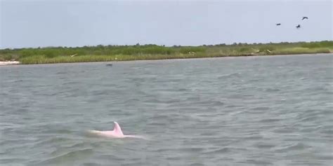 Rare Pink Dolphin Spotted In Louisiana Fox News Video