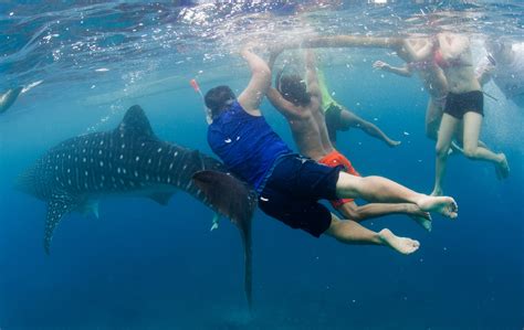 Swimming with whale sharks in the Philippines – your full guide (2025)