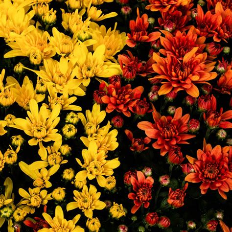 Multi-Color Mums (Chrysanthemums) for Sale | BrighterBlooms.com