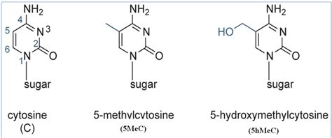 Cytosine 5 Methylcytosine And 5 Hydroxymethylcytosine The Methyl Download Scientific Diagram