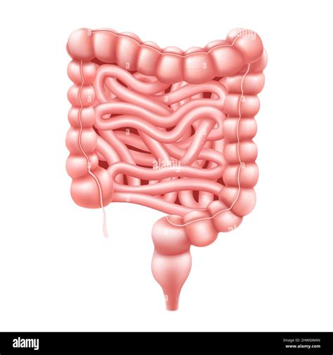 Intestines Realistic 3d Vector Illustration Of Small And Large Intestine Human Internal Organ