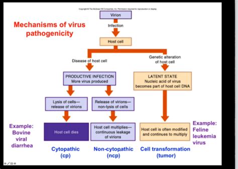 Immuno Neonatal Immunity Flashcards Quizlet