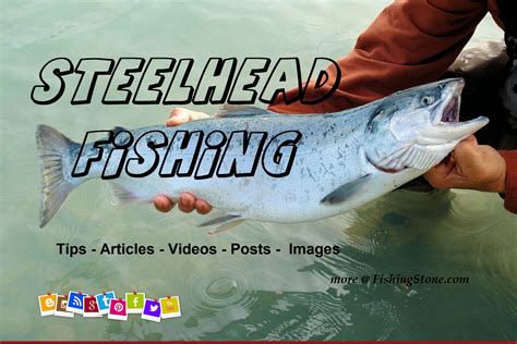 Steelhead Fishing Articles Posts Videos Tips - FishingStone.com