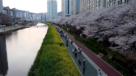 K Bgm Forever Yours Busan Cherry Blossoms Festival