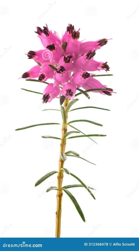 Purple Heather Flowers Stock Photo Image Of Blossom 312368478