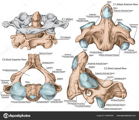 Didactic Board Cervical Spine Vertebral Morphology Second Cervical