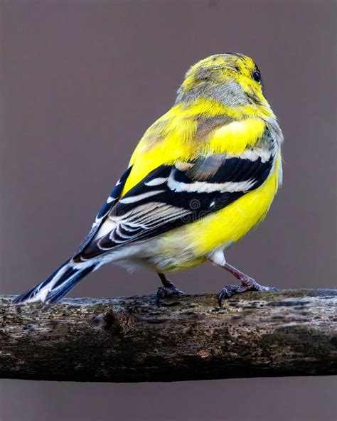 Close Up Of A Male American Goldfinch Spinus Tristis Molting Into