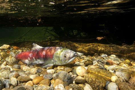 Fishsens Magazine Snake River Sockeye Salmon Recovery Fishsens Magazine