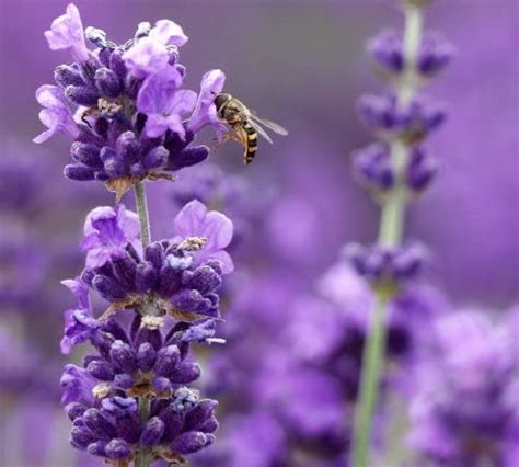 L Lavender Munstead Dark Purple Flowers 4 Size Pot Bee