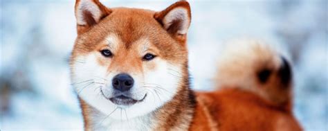 Shiba Inu o grande acumulo das baleias a cripto ganha força na