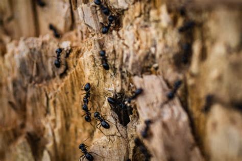 Ant Tunnels Stock Photos Pictures And Royalty Free Images Istock