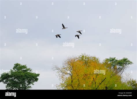 Canadian Geese flying south for winter Stock Photo - Alamy