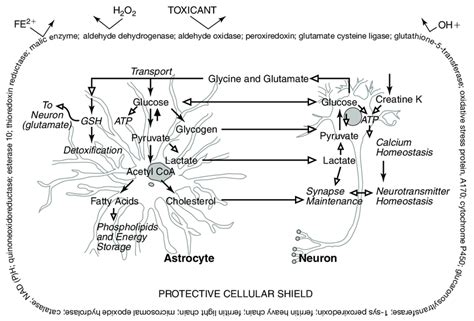 Nrf2 Activation And Enhanced Metabolic Coupling Between Astrocytes And Download Scientific