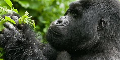 Best Places To See Gorillas In Africa Gorilla Trekking Tour