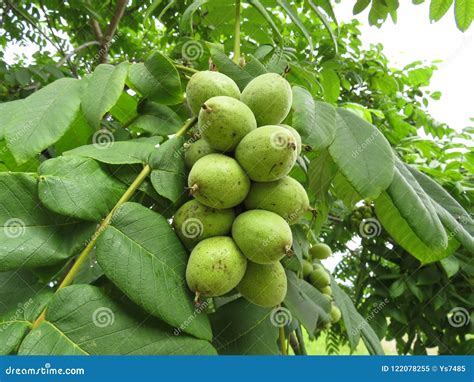 Manchurian Walnut Juglans Mandshurica Ripe Fruits On The Tree Stock