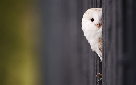 Daily Wallpaper: Young Barn Owl | I Like To Waste My Time