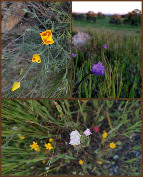 Don Pedro Overlook Trail Red Hills Old Gravel Roads Wildflowers And