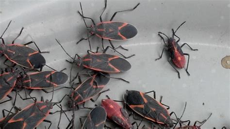 Box Elder Bugs - BIG FROG 104