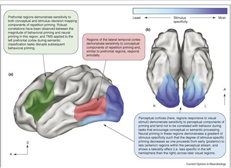 Figure 1 from Reductions in cortical activity during priming | Semantic ...