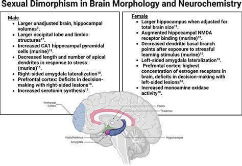 Sexual Dimorphism In Brain Morphology And Neurochemistry Several Download Scientific Diagram