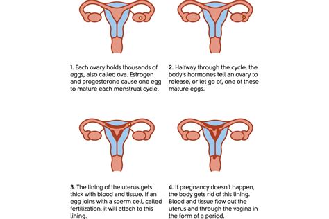 My Menopause Centre Understanding The Menopause