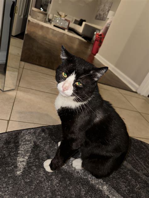 My buddy will be 3 years old next month! Not bad for a Craigslist cat😂