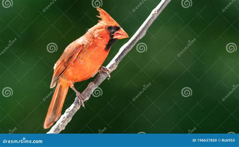 Northern Cardinal Perched On A Tree Branch Stock Photo Image Of Male