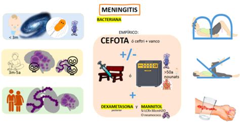 Meningitis Y Similares Flashcards Quizlet