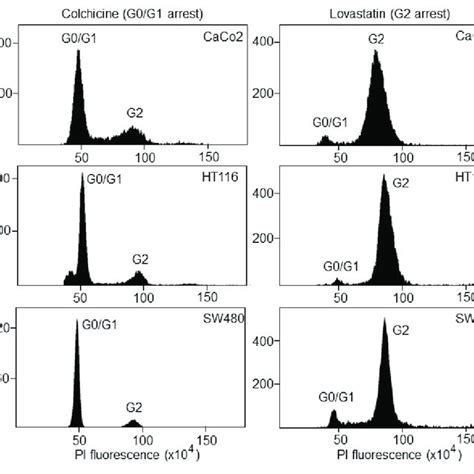 Cell Cycle Synchronization Of Colorectal Cancer Cell Lines Caco2