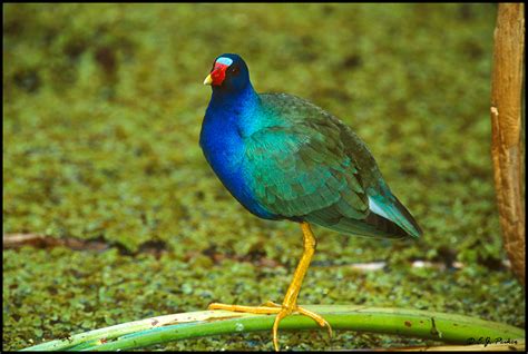 Purple Gallinule Page