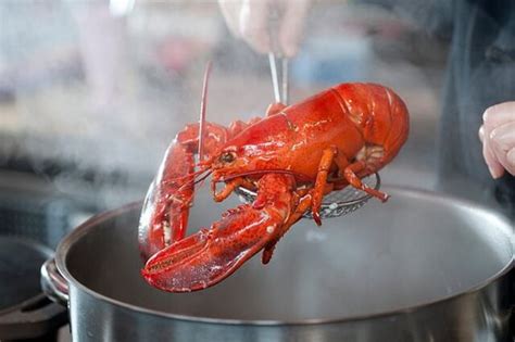 Des Preuves Montrent Que Les Homards Souffrent Lorsquils Sont Bouillis