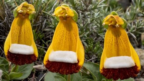 5 De Las Flores Más Raras Hermosas Y Hasta Peligrosas Del Mundo Bbc News Mundo