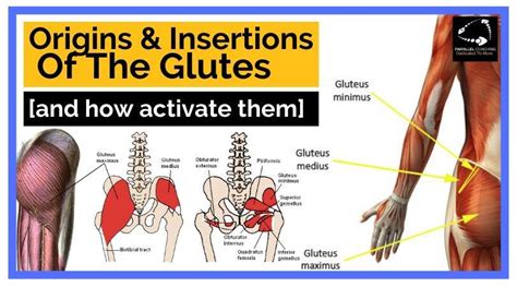 Origins And Insertions Of The Glutes And How To Activate Them