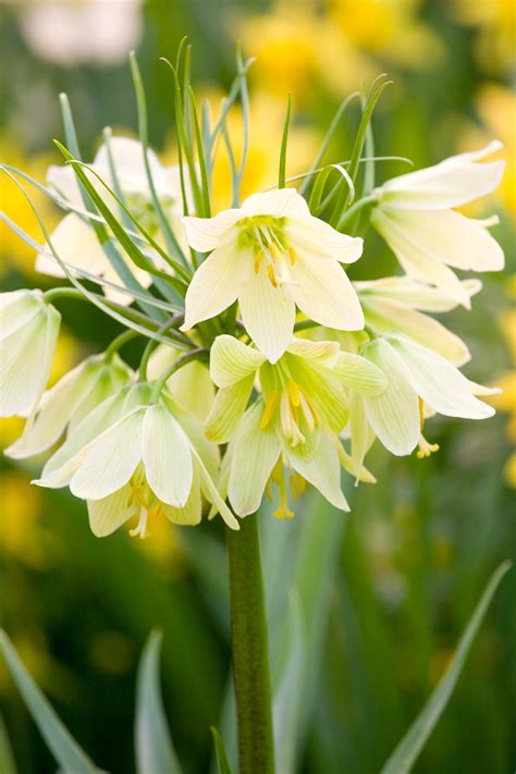 Buy Exotic Fritillaria Raddeana J Parker Dutch Bulbs