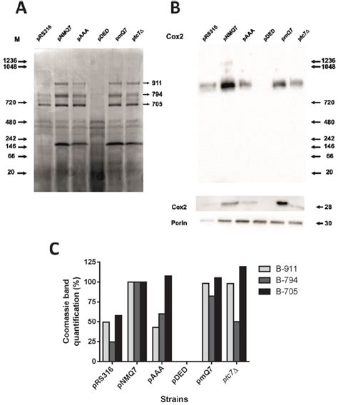 Mitochondrial Supercomplexes Stability Is Affected In Yeast Expressing