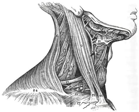 Topography Of Neck Muscles Digastric Muscle Stock Image Image Of