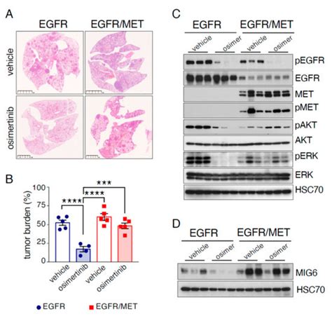 Cancers Free Full Text Generation And Characterization Of A New