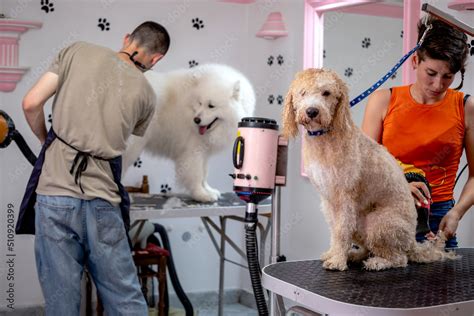 Professional Groomers Giving A Treatment To A White Poodle And A