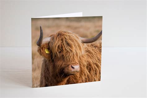 Highland Cow Greetings Card 349 Paula Beaumont Adventures